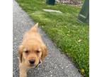 Golden Retriever Puppy for sale in Stoughton, MA, USA