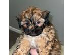 Zuchon Puppy for sale in Cleveland, TN, USA