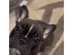 French Bulldog Puppy for sale in Riverhead, NY, USA