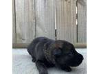 German Shepherd Dog Puppy for sale in Interlachen, FL, USA