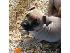 Mutt Puppy for sale in Dunnellon, FL, USA