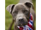 Adopt VENICE a Staffordshire Bull Terrier