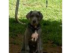 Great Dane Puppy for sale in Radcliff, KY, USA