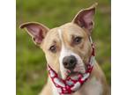 Adopt HANK a Staffordshire Bull Terrier, Pit Bull Terrier