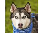 Adopt MOMO a Husky