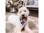 Goldendoodle Puppy for sale in Anderson, SC, USA