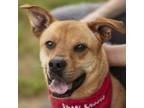 Adopt GIBLET a Labrador Retriever, Staffordshire Bull Terrier