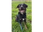 Adopt BALDWIN a Rottweiler