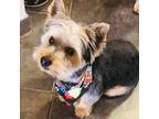 Yorkshire Terrier Puppy for sale in Bridgeport, NE, USA