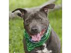 Adopt BIGGEN a Staffordshire Bull Terrier