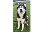 Adopt SHINOBI a Alaskan Malamute