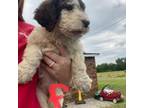 Mutt Puppy for sale in Michie, TN, USA