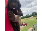 Mutt Puppy for sale in Michie, TN, USA