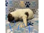 Mutt Puppy for sale in Michie, TN, USA