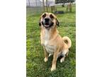 Adopt VOX a Labrador Retriever