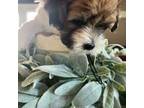 Coton de Tulear Puppy for sale in Freeport, TX, USA
