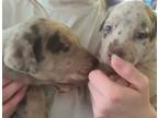 Adopt Litter of 2 a Mixed Breed