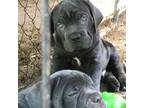 Cane Corso Puppy for sale in Gainesville, FL, USA