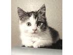Jewel Domestic Mediumhair Kitten Female