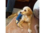 Adopt Oliver a Yellow Labrador Retriever, Bernese Mountain Dog