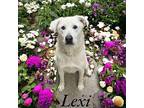 Lexi Labrador Retriever Adult Female