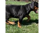 Doberman Pinscher Puppy for sale in Rushford, MN, USA