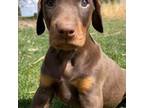 Doberman Pinscher Puppy for sale in Rushford, MN, USA