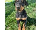 Doberman Pinscher Puppy for sale in Rushford, MN, USA