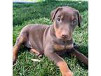 Doberman Pinscher Puppy for sale in Rushford, MN, USA