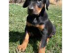 Doberman Pinscher Puppy for sale in Rushford, MN, USA