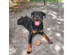 Adopt Loki a Rottweiler