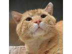 Adopt Apricot a Domestic Short Hair