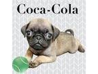 Adopt Coca-Cola a Pug