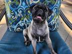 Adopt Dr. Pepper a Pug