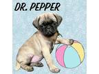 Adopt Dr. Pepper a Pug