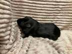 Adopt Gilcrest a Guinea Pig