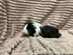 Adopt Penrose a Guinea Pig