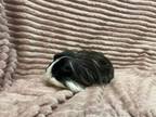 Adopt Fleming a Guinea Pig