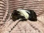 Adopt Cortez a Guinea Pig