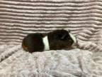 Adopt Basalt a Guinea Pig