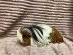 Adopt Ignacio a Guinea Pig