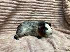 Adopt Denver a Guinea Pig