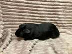 Adopt Lafayette a Guinea Pig