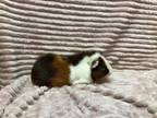 Adopt Boone a Guinea Pig