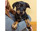 Adopt Sawyer a Rottweiler, Australian Cattle Dog / Blue Heeler