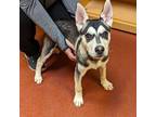 Adopt Guinness a Husky