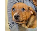 Adopt Sancho a Rottweiler, Australian Cattle Dog / Blue Heeler