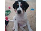 Adopt Yogi bear a Treeing Walker Coonhound