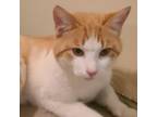 Adopt Marvin a Domestic Short Hair