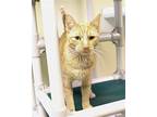 Blayne Domestic Shorthair Young Male